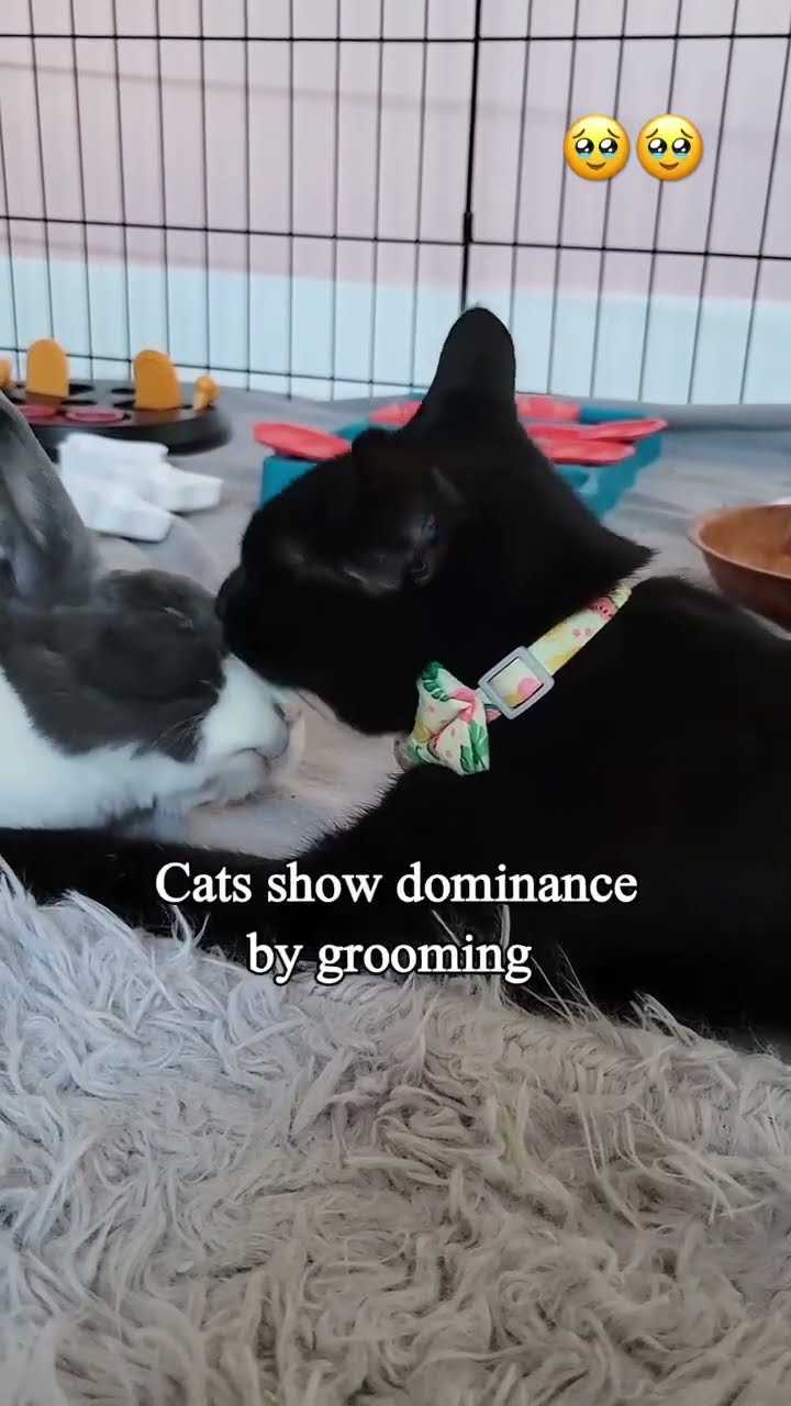 Understanding the Role of Grooming in Cat Social Hierarchies
