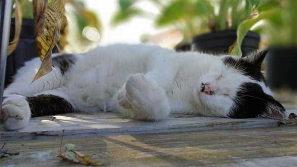 Daylight Hours