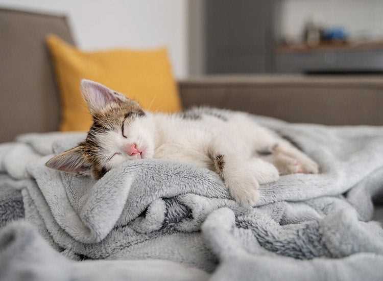Tips for Managing Your Cat's Summer Sleep Habits