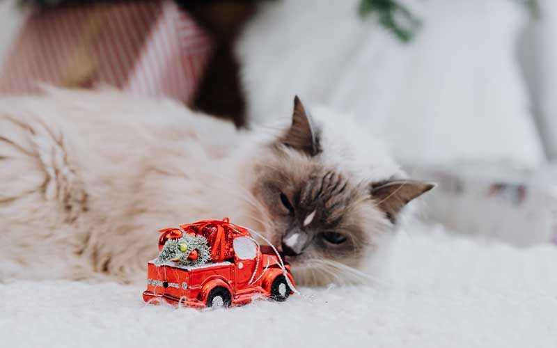 Warmth and Comfort