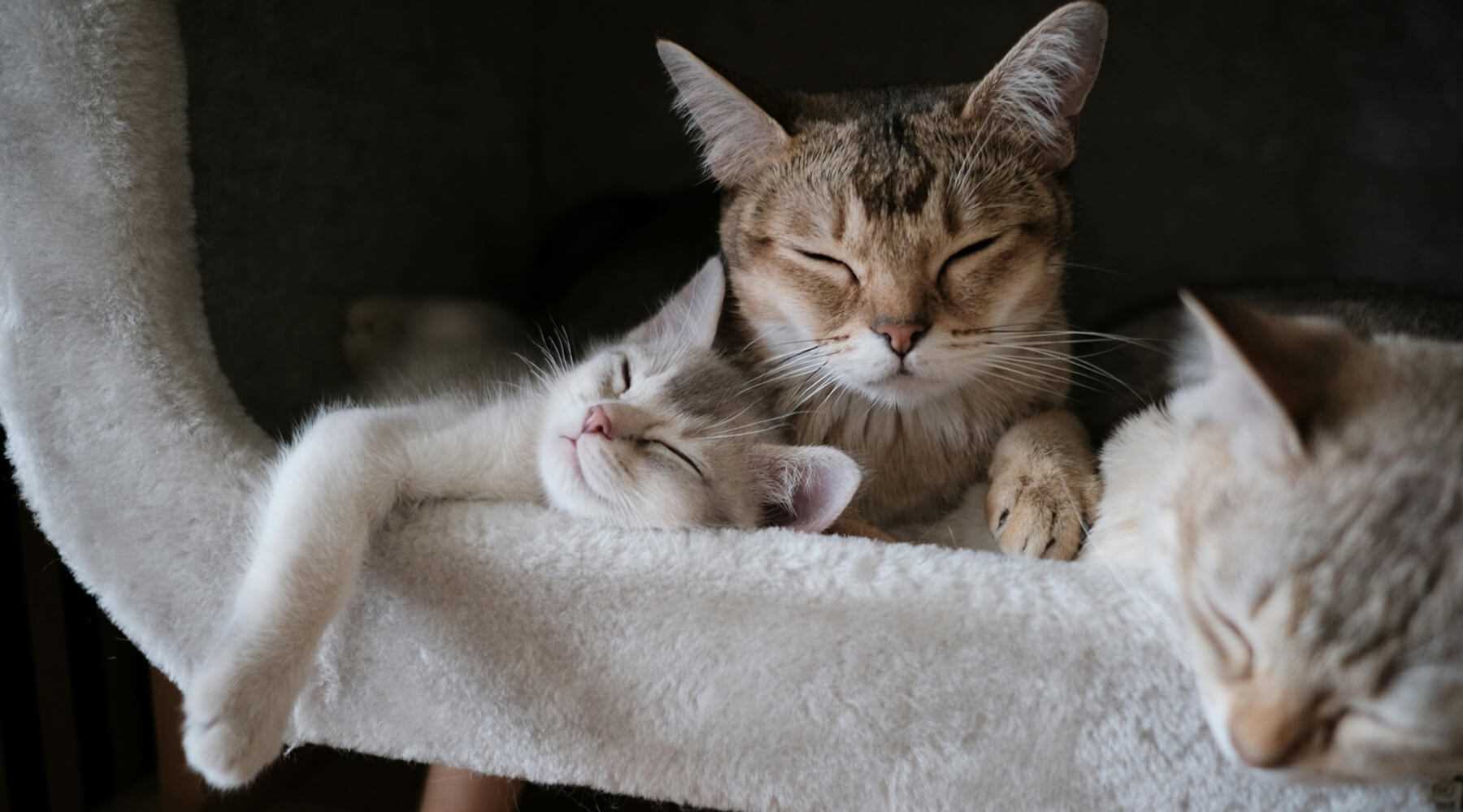 Signs That Your Companion is Resting More Due to Low Temperatures