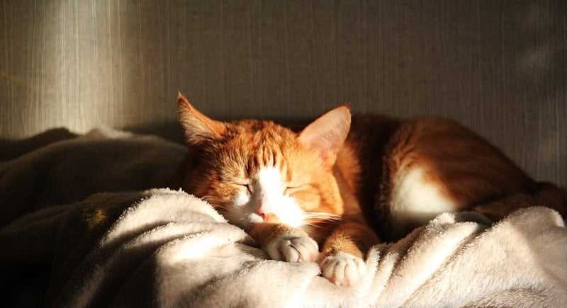 Signs Your Cat is Overheating and Needs Attention