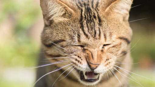 Behavioral Signs of Stress in Felines