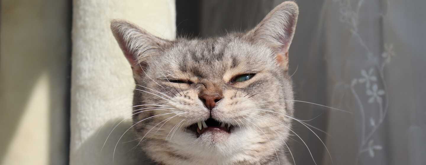 Identifying Stress Triggers in Cats