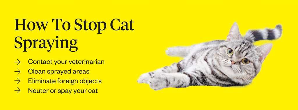Understanding the Reasons Behind Spraying Behavior in Neutered Felines