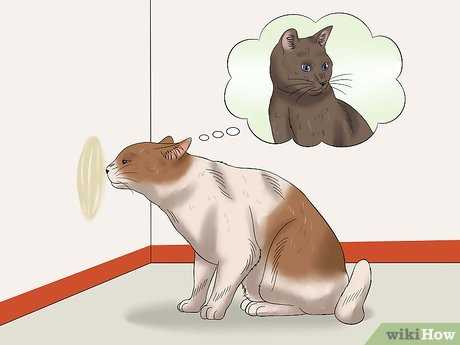Do Cats Spray After Being Neutered?