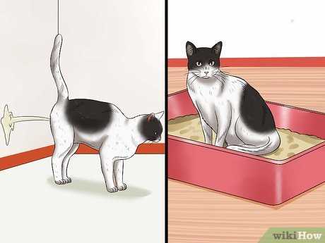 Steps to Minimize or Prevent Spraying in Neutered Felines