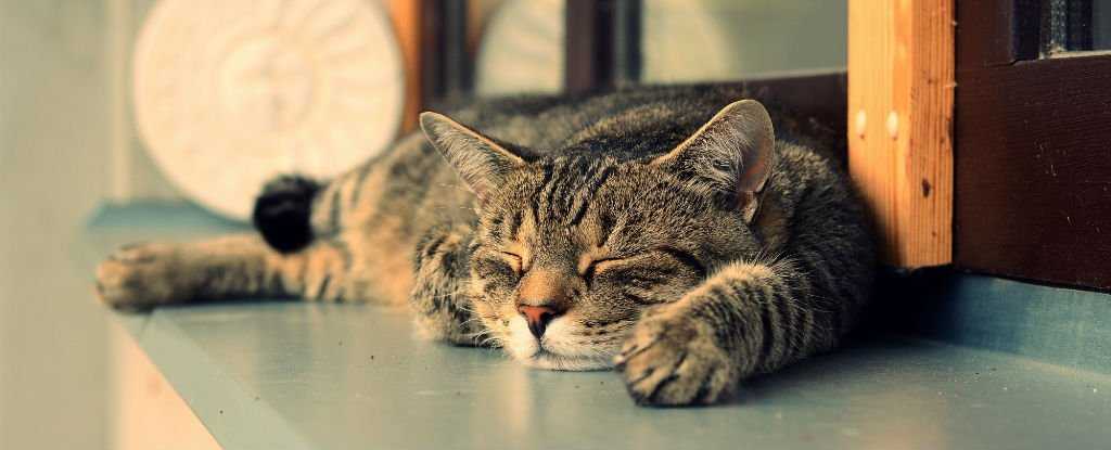 Duration of Cannabis Effects in Felines