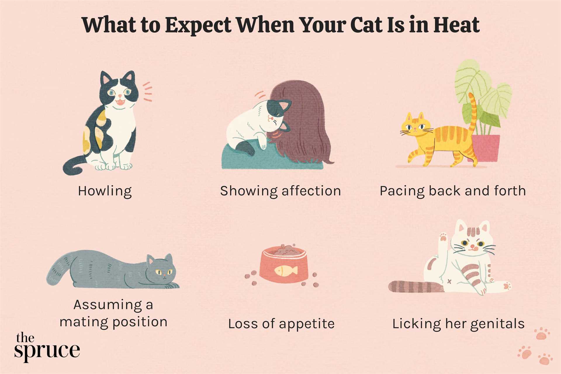 Managing a Cat's Heat Behavior After Mating