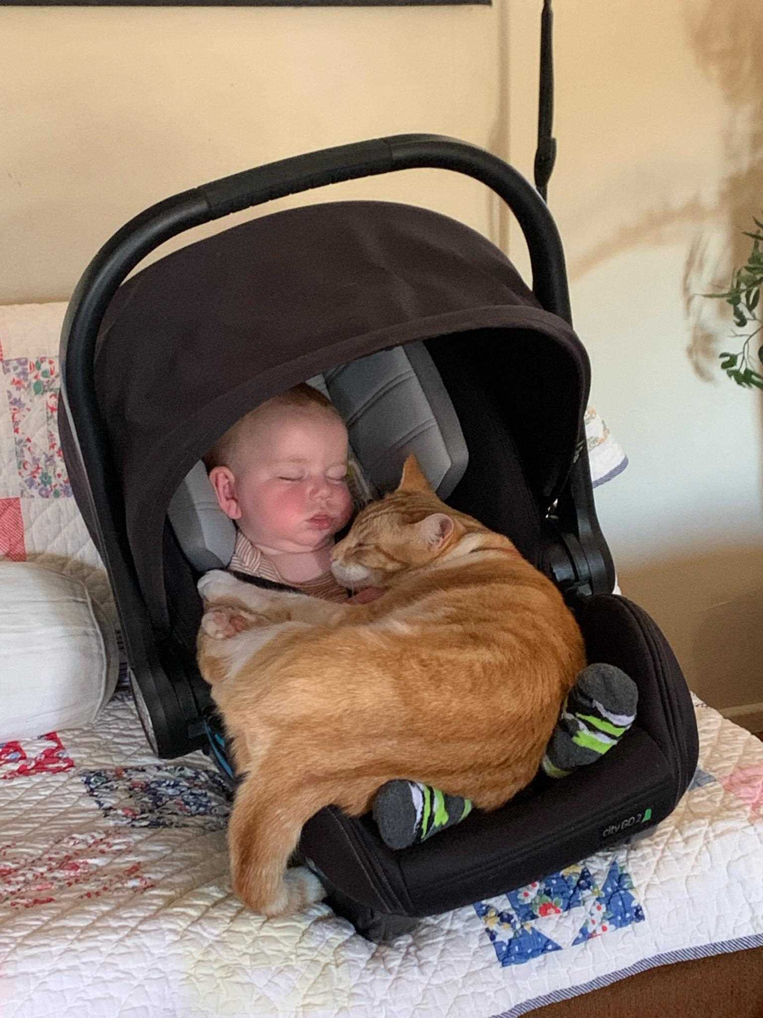 Safety Tips: Keeping Your Baby and Cat Comfortable Together