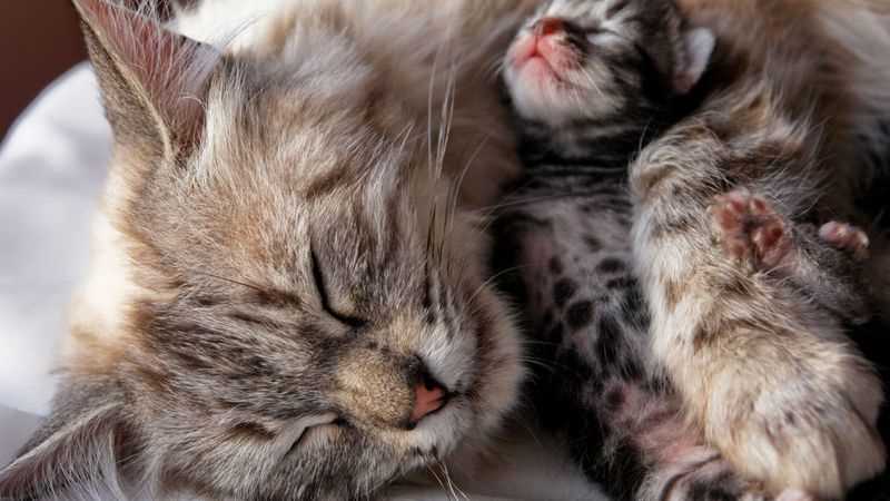 How to Safeguard Your Baby from Cat Interference