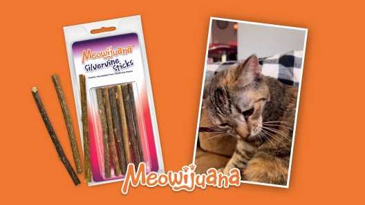 Signs That Your Feline Friend Might Be Ingesting Chew Toys