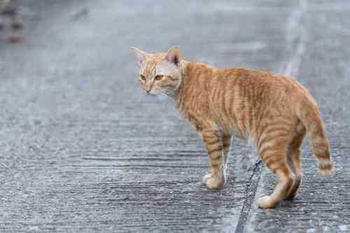 Do Cats' Tails Fall Off and Grow Back?