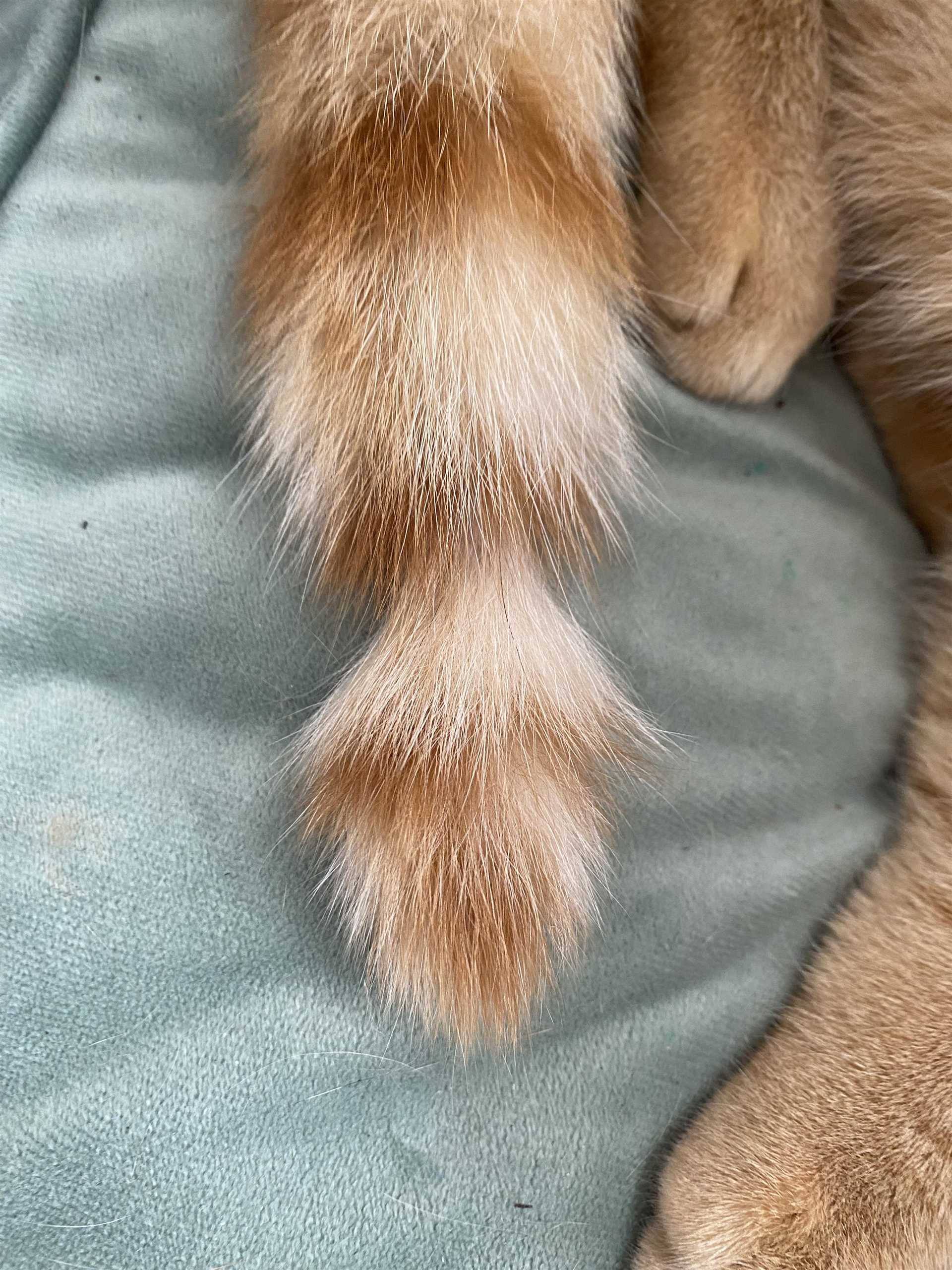 Understanding the Causes of Tail Loss in Cats