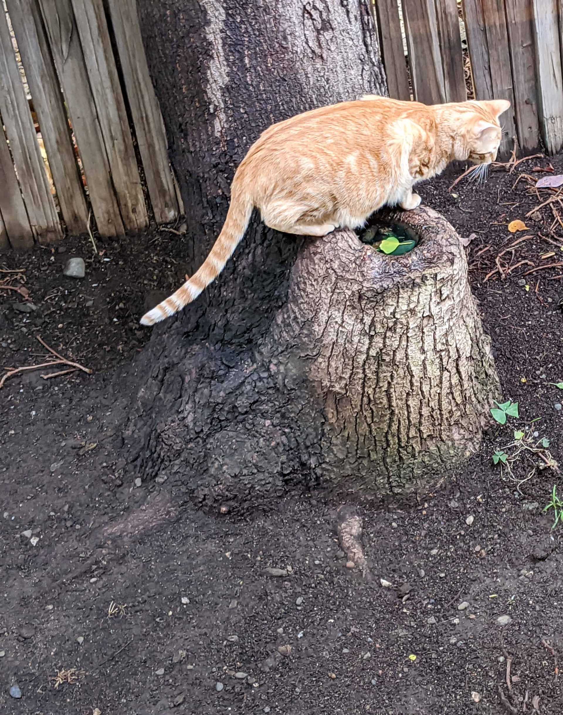 Do Cats' Tails Move Involuntarily?