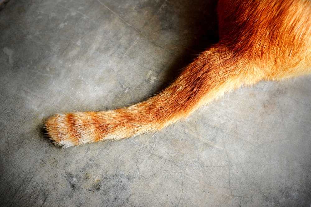 Understanding the Anatomy of Cat Tails