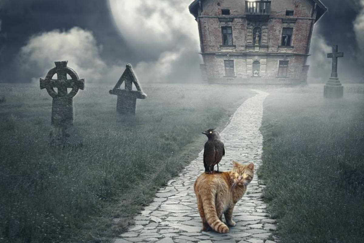 Understanding the Spiritual Beliefs Surrounding Cats
