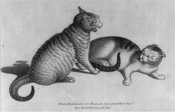 Understanding Feline Communication Through Vocalizations