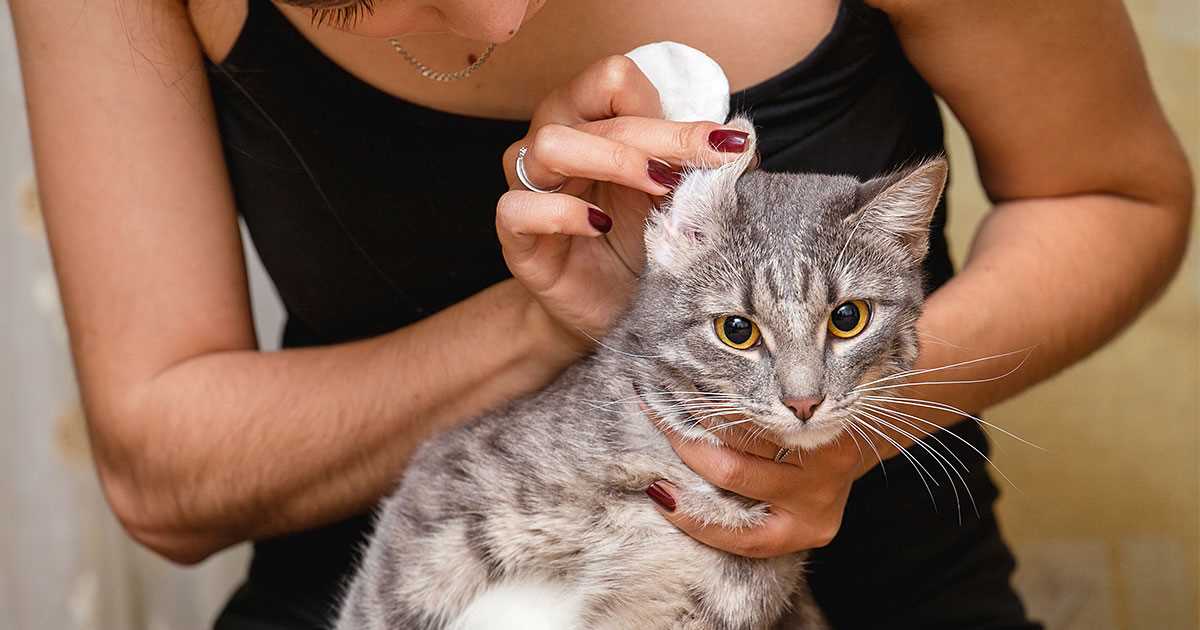 Tips for Keeping Your Cat Calm During the Process