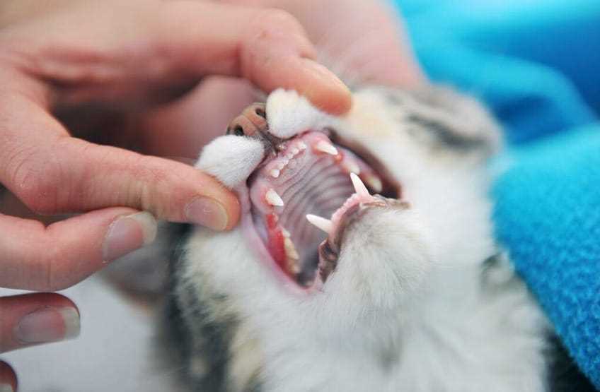 Teeth Maintenance Tips