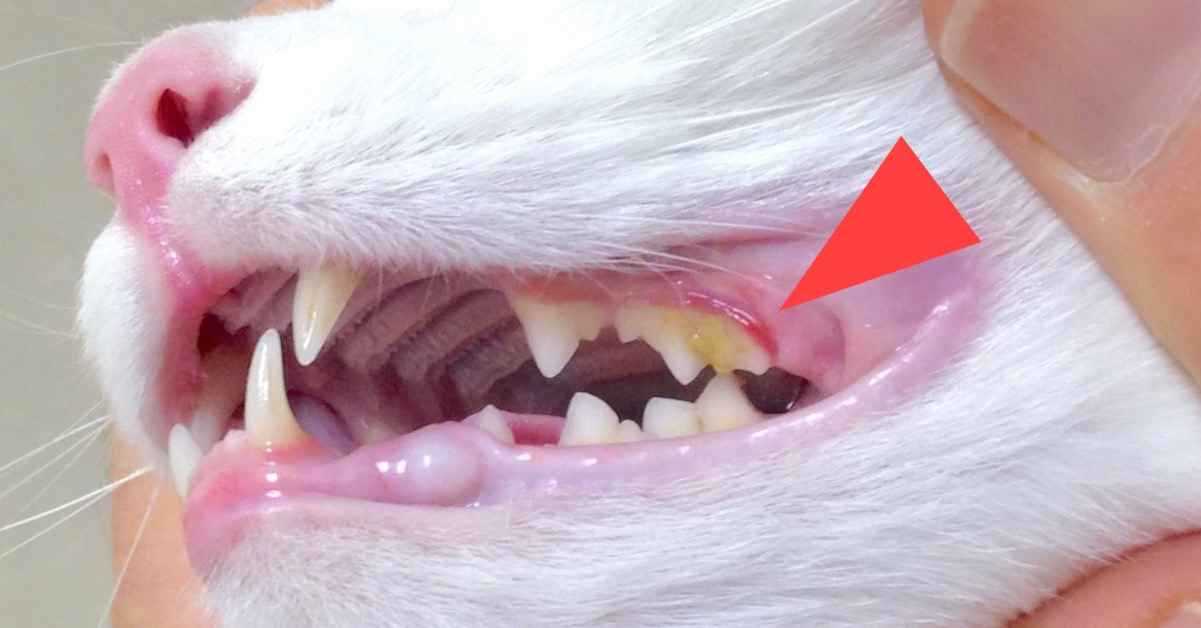 Signs of Dental Problems in Cats