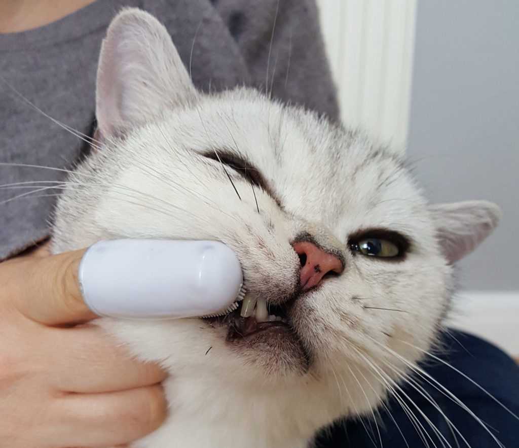 Brushing Technique