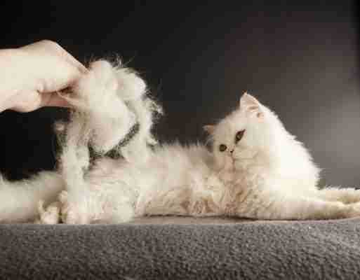 Key Nutrients for Optimal Coat Condition