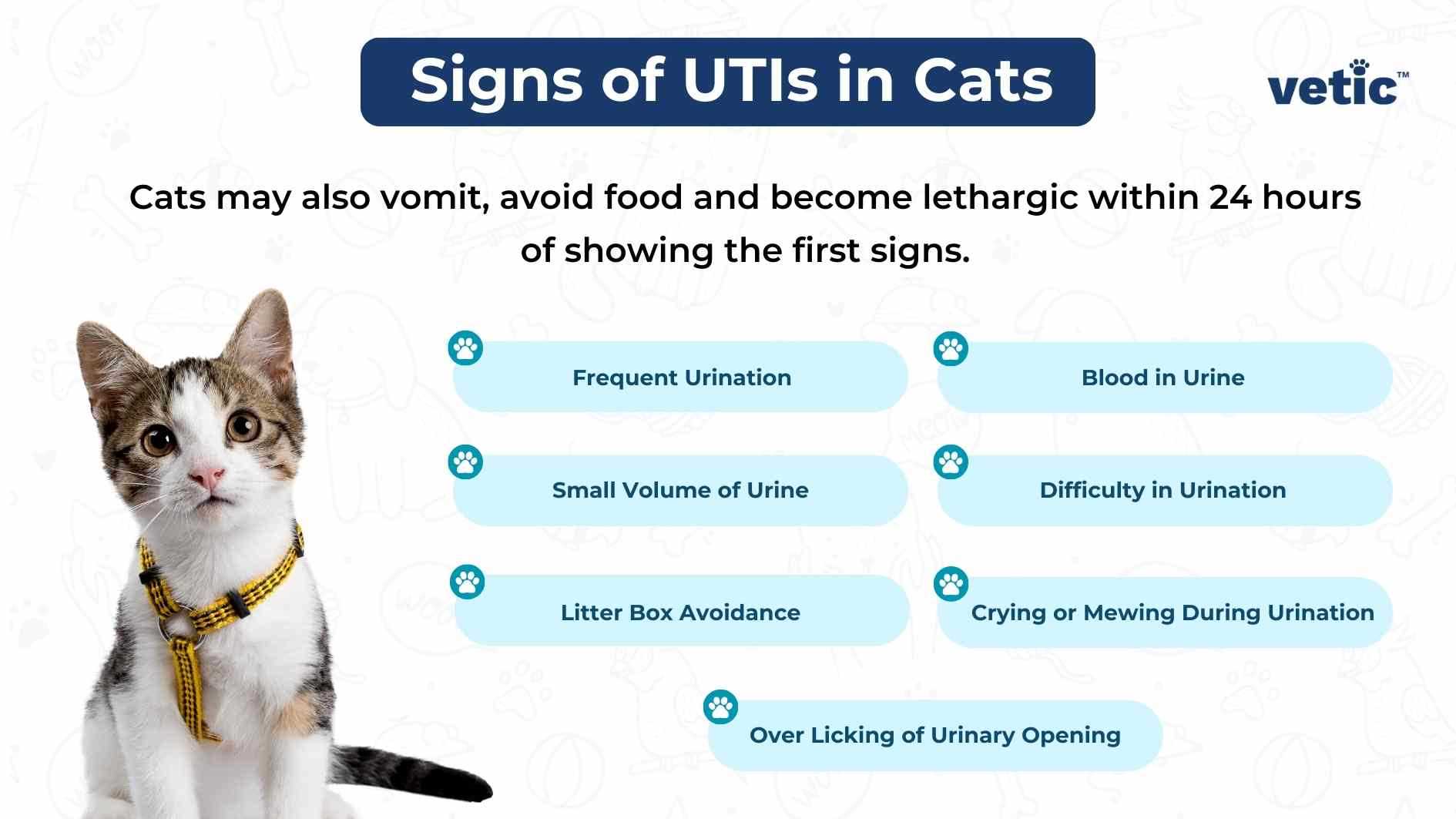 Adjusting Your Cat's Diet to Promote Urinary Health
