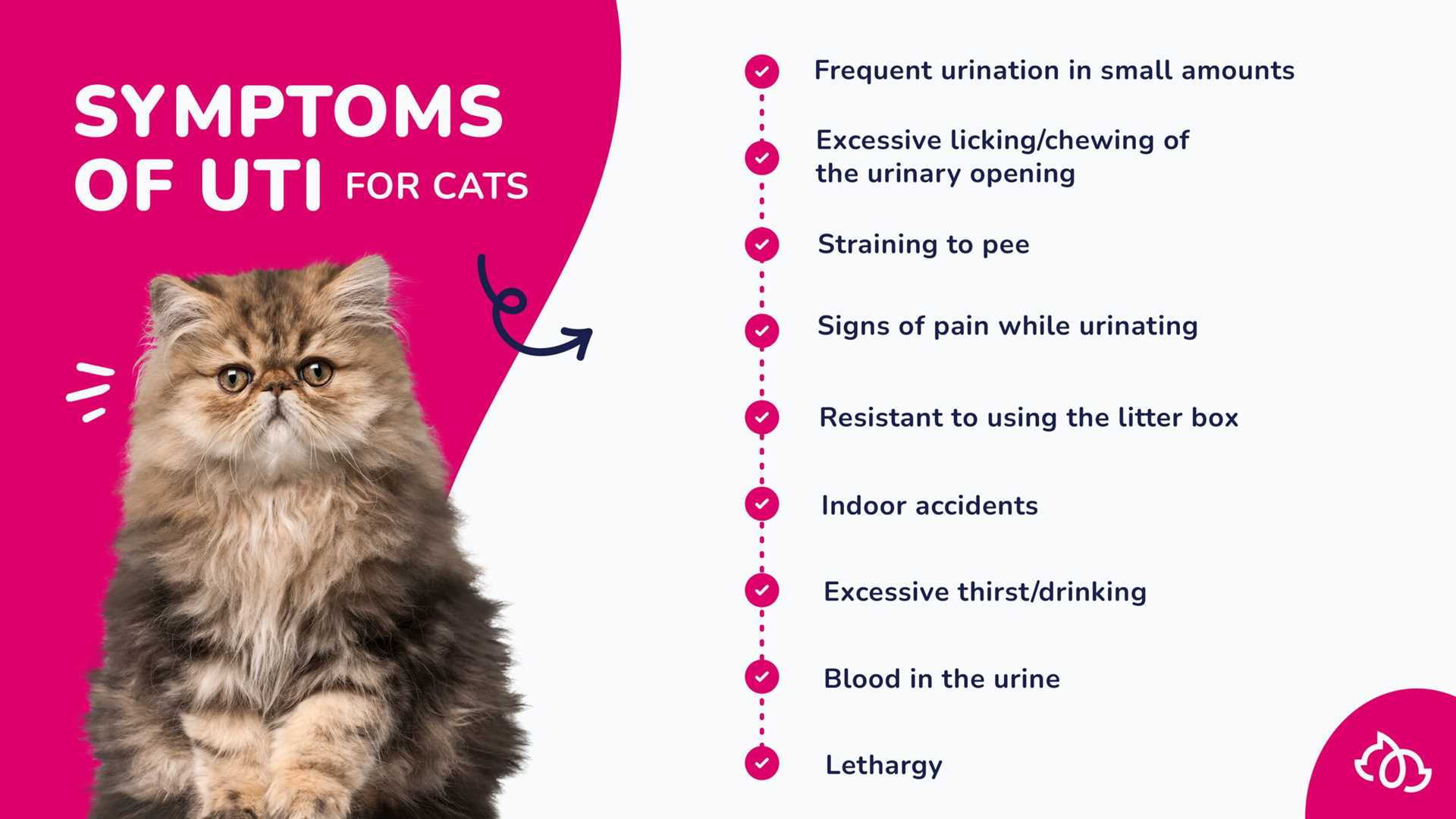 Identifying the Symptoms of UTI in Cats