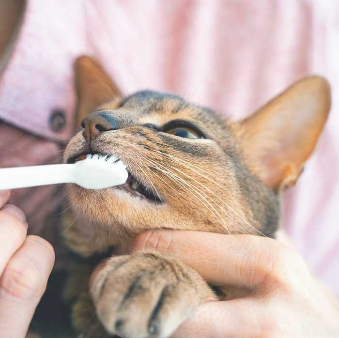 Common Bacteria Found in Feline Oral Cavities