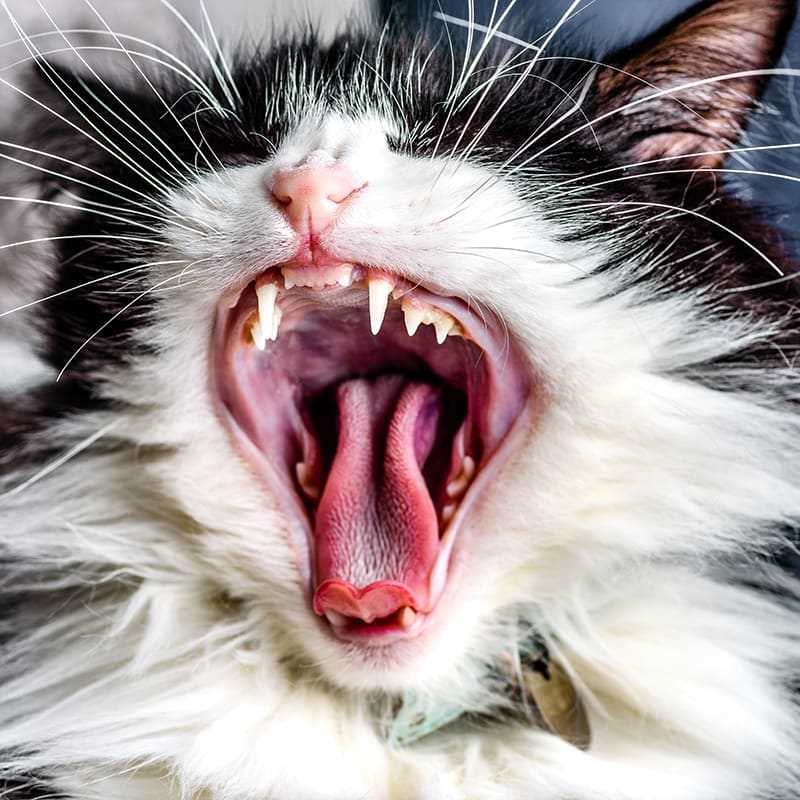 Best Practices for Maintaining Your Cat's Oral Health