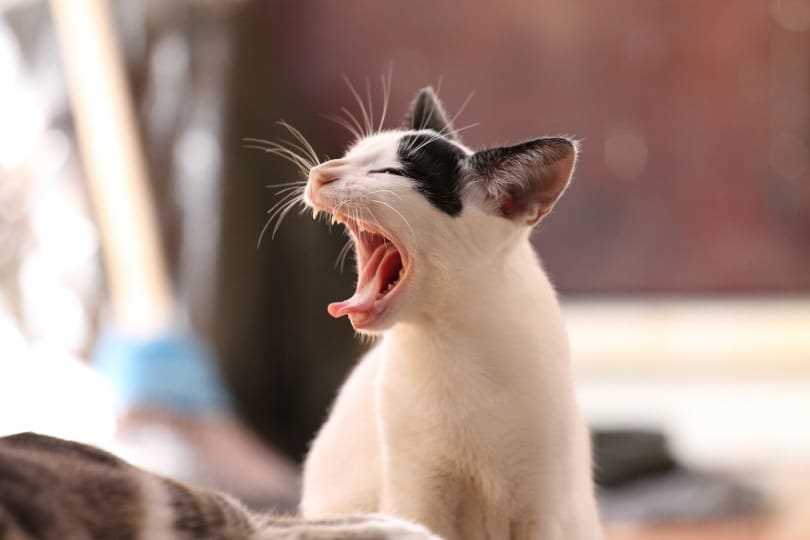 Signs of Dental Problems in Cats