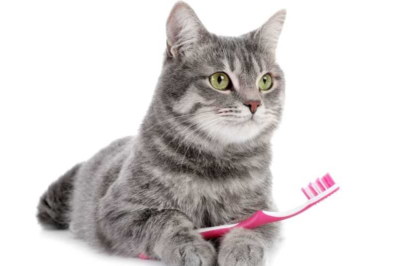 Veterinary Recommendations for Oral Hygiene