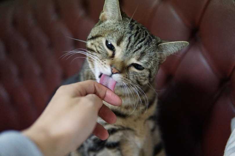 Communication through Grooming