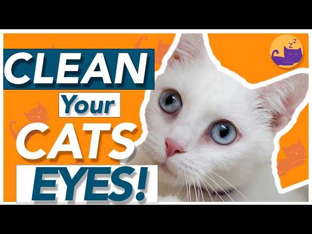 When to Consult a Veterinarian