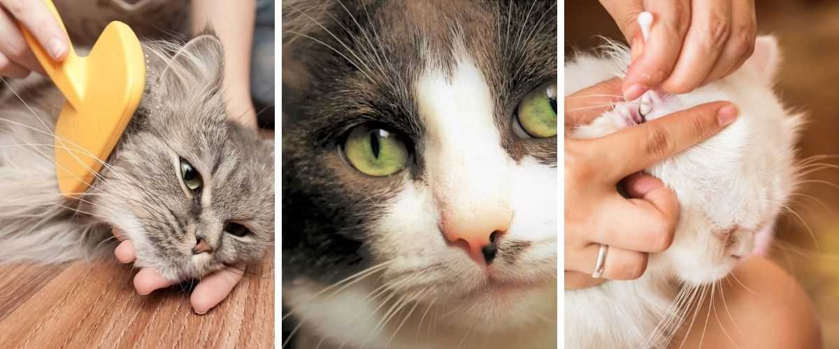 When to Consult a Veterinarian for Nose Care