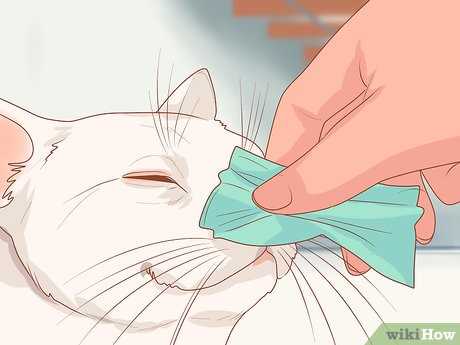 Step-by-Step Guide to Cleaning Your Cat's Nose