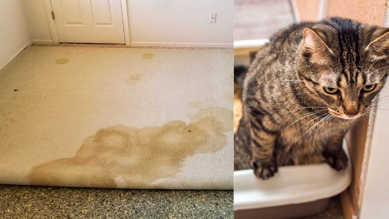 Effective Removal of Urine Stains from Textiles