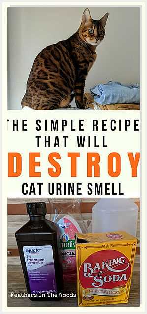 Gather Necessary Cleaning Supplies