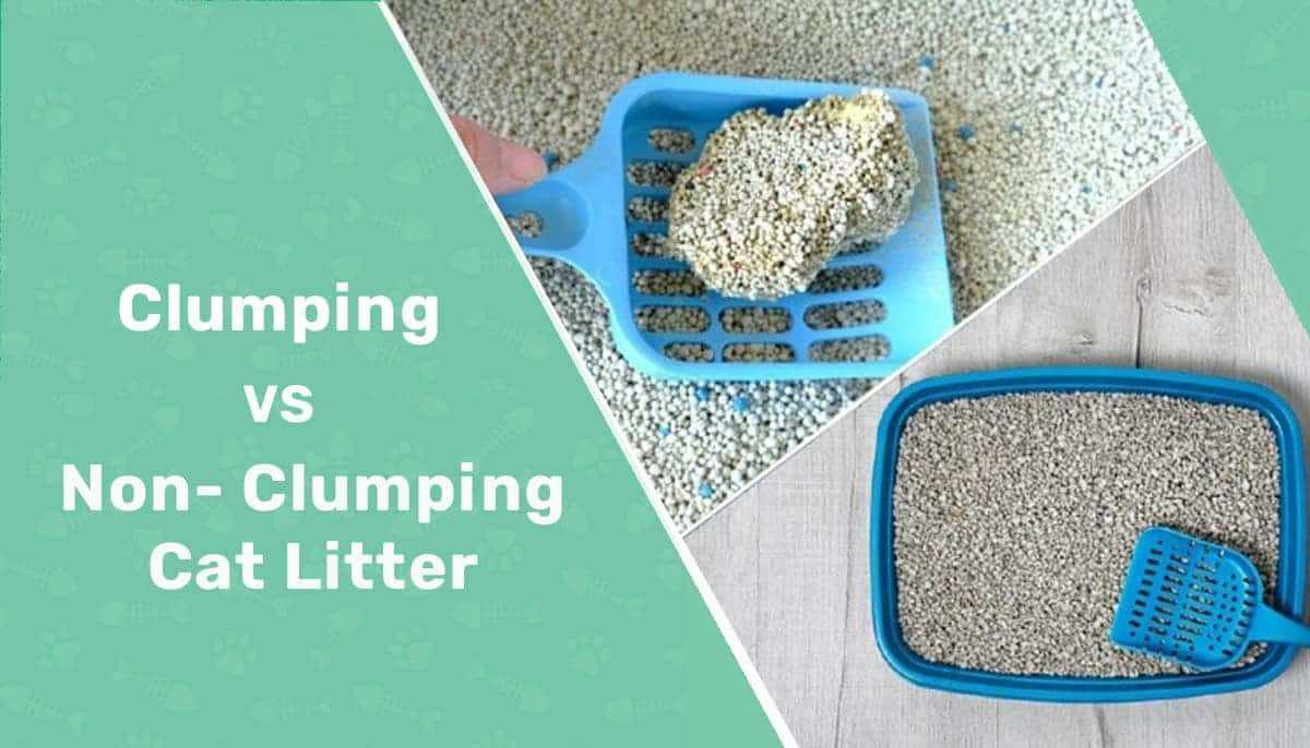 Daily Maintenance Tips for Non Clumping Litter