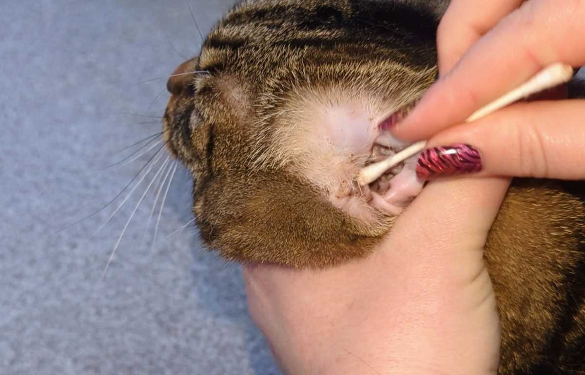 Post-cleaning care for your feline's auditory health