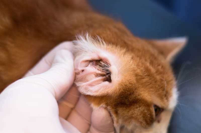 Safely Restraining Your Feline During the Cleaning Process