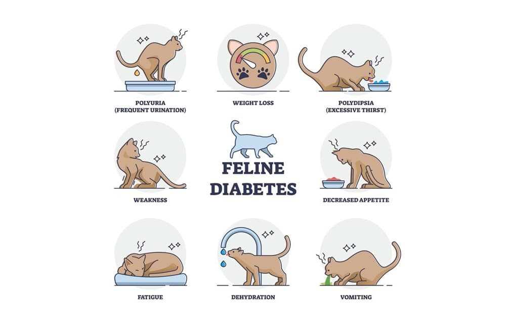 Wet vs. Dry Food