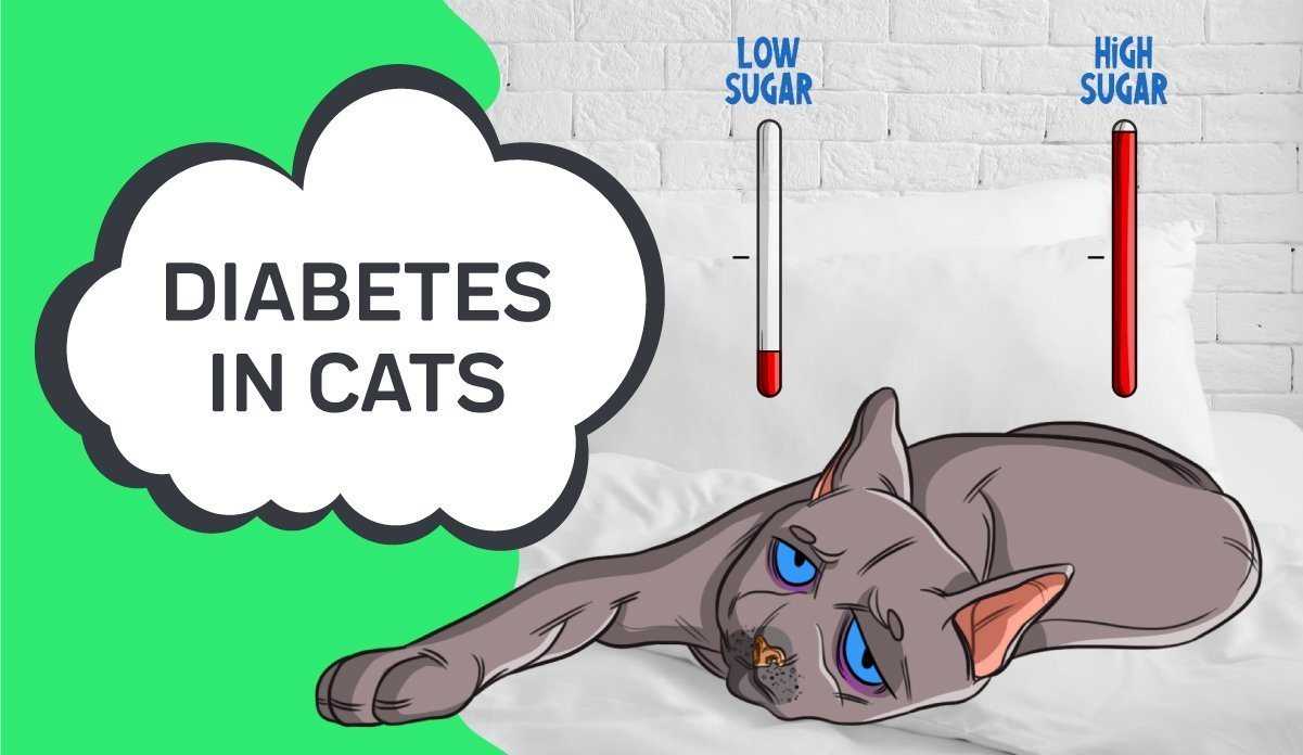 Administering Insulin to Your Feline Friend