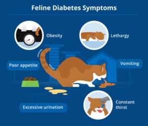Adjusting Treatment Plans Based on Veterinary Advice
