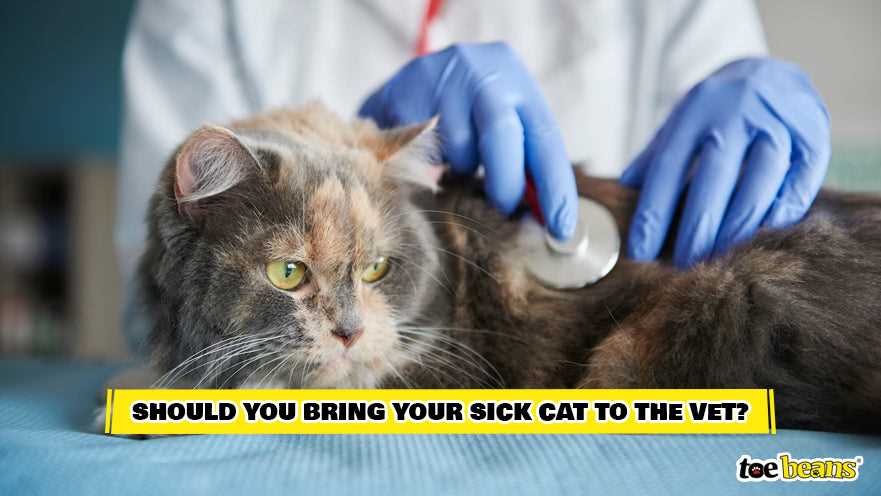Consulting a Veterinarian: When and How