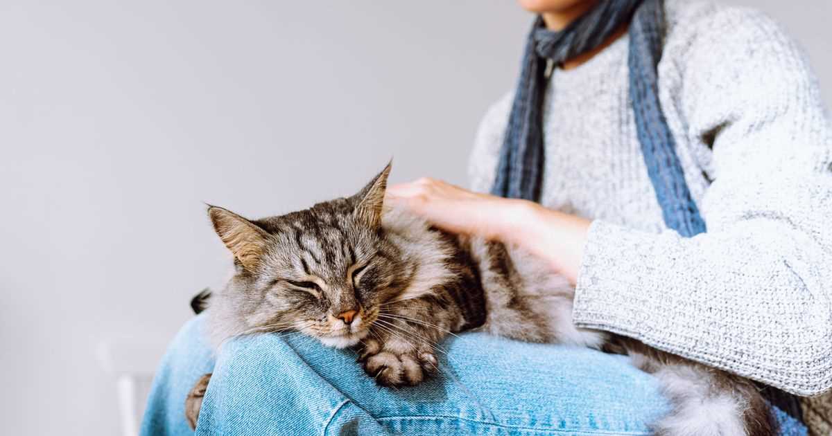 Signs Indicating a Vet Visit