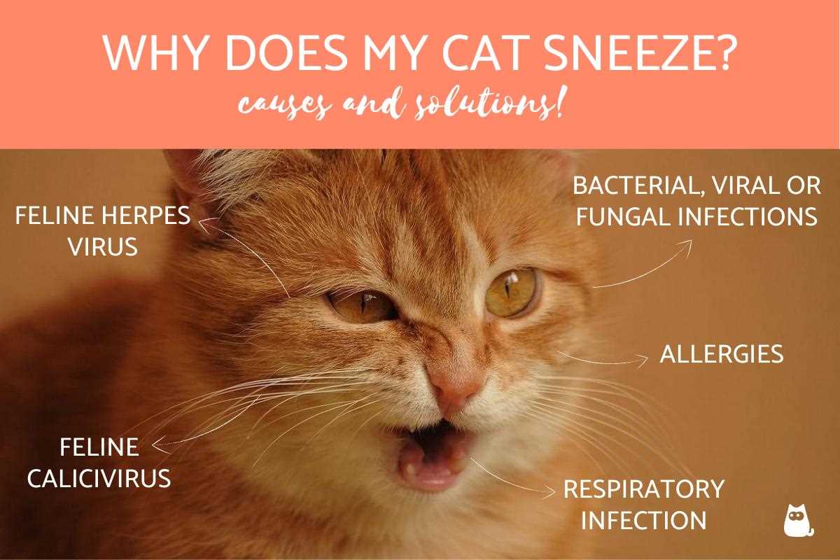 Natural Remedies for Mild Sneezing in Cats