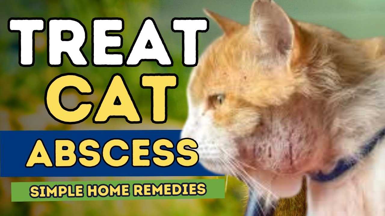 Post-Treatment Care and Monitoring for Felines