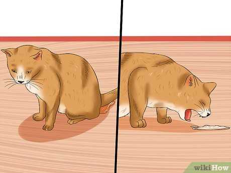 Nutrition and Dietary Adjustments for Anemic Felines